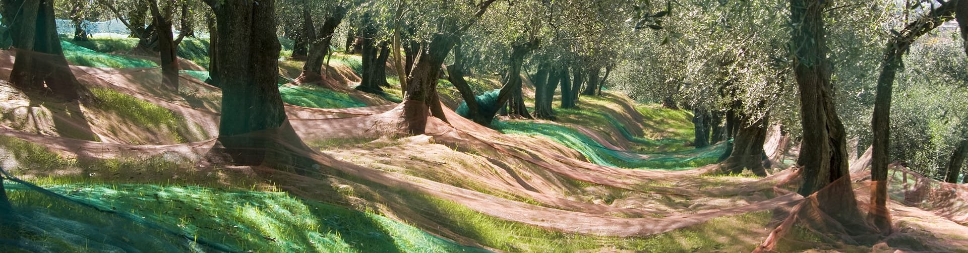 Reti raccolta olive