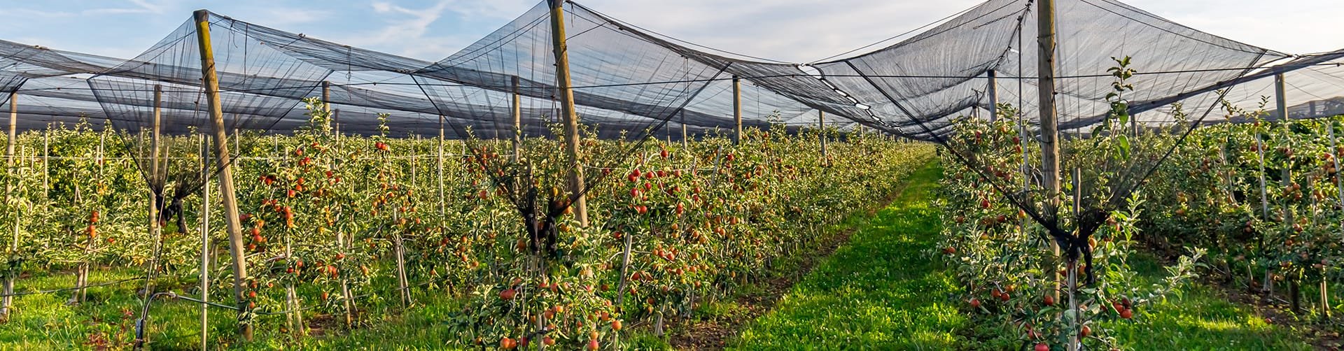 Shading nets, nets for greenhouses Cittadini