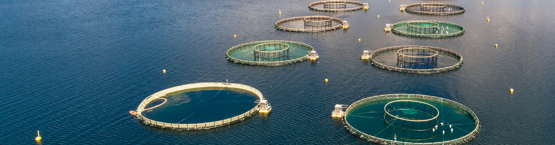 Aquaculture - nets for cages