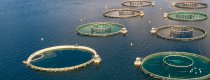 Redes para jaulas Acuicultura Cittadini